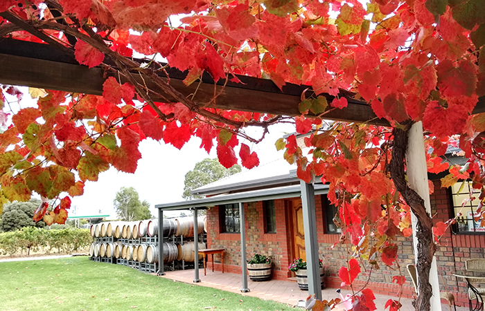 Barossa Cellar Door